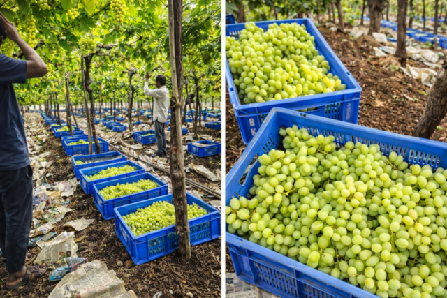 Grape Supply Chain and Distribution