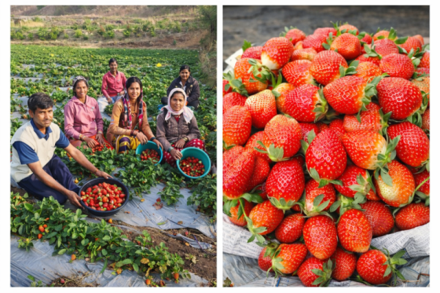 Strawberry Procurement and Marketing