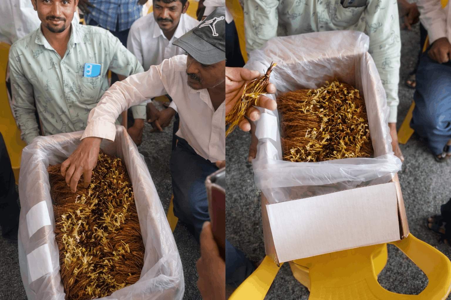 Strawberry Propagation and Supply