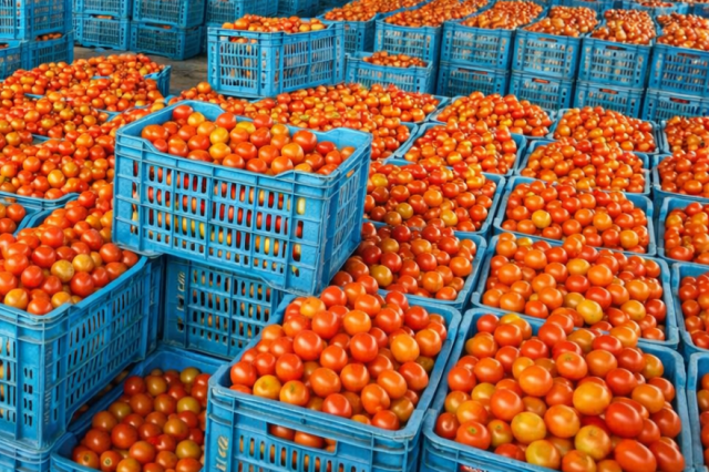 Tomato Segment Operations